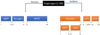 Striking the Balance: GLP-1/Glucagon Co-Agonism as a Treatment Strategy for Obesity